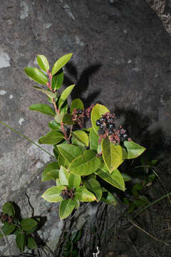 Imagem de Gaultheria glaucifolia var. rosei (Small) Luteyn