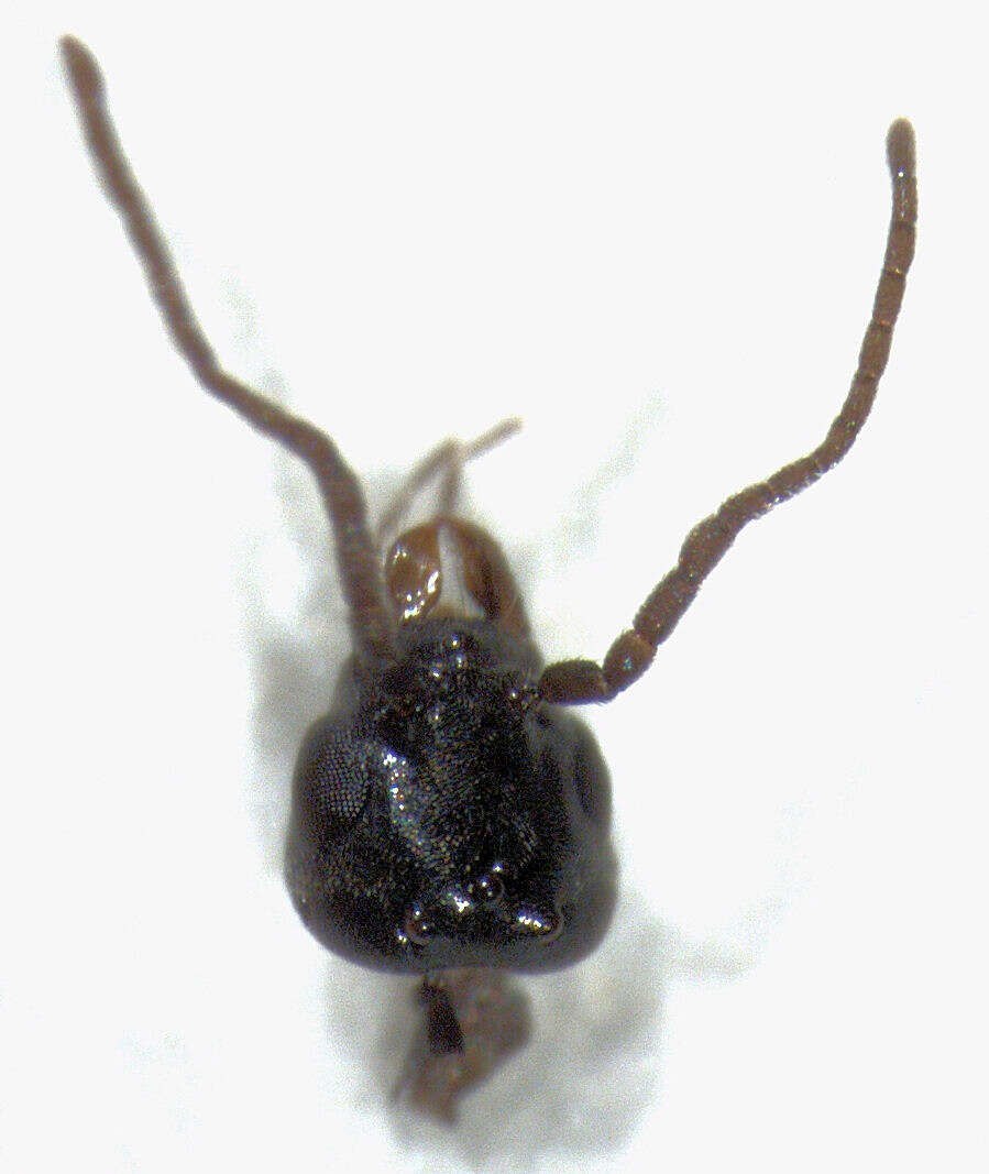 Imagem de Iridomyrmex suchieri