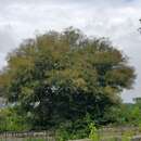 Plancia ëd Vachellia leucophloea (Roxb.) Maslin, Seigler & Ebinger