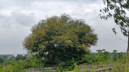 Слика од Vachellia leucophloea (Roxb.) Maslin, Seigler & Ebinger