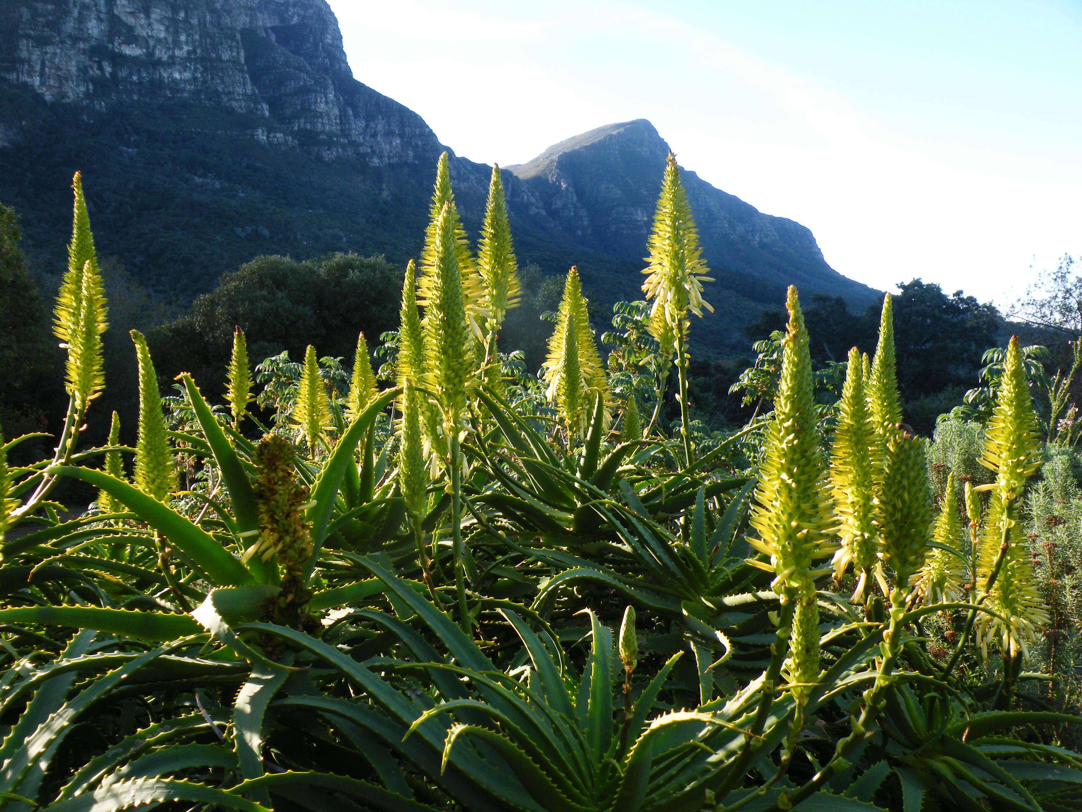 Image of candelabra aloe