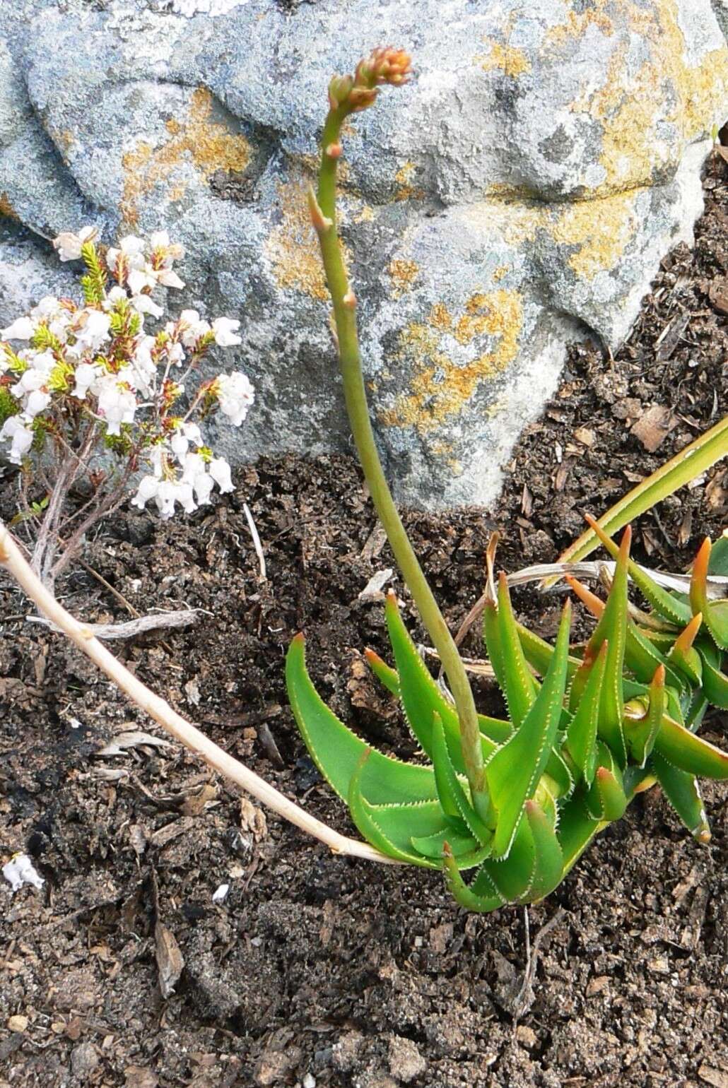 Aloiampelos decumbens (Reynolds) Klopper & Gideon F. Sm. resmi