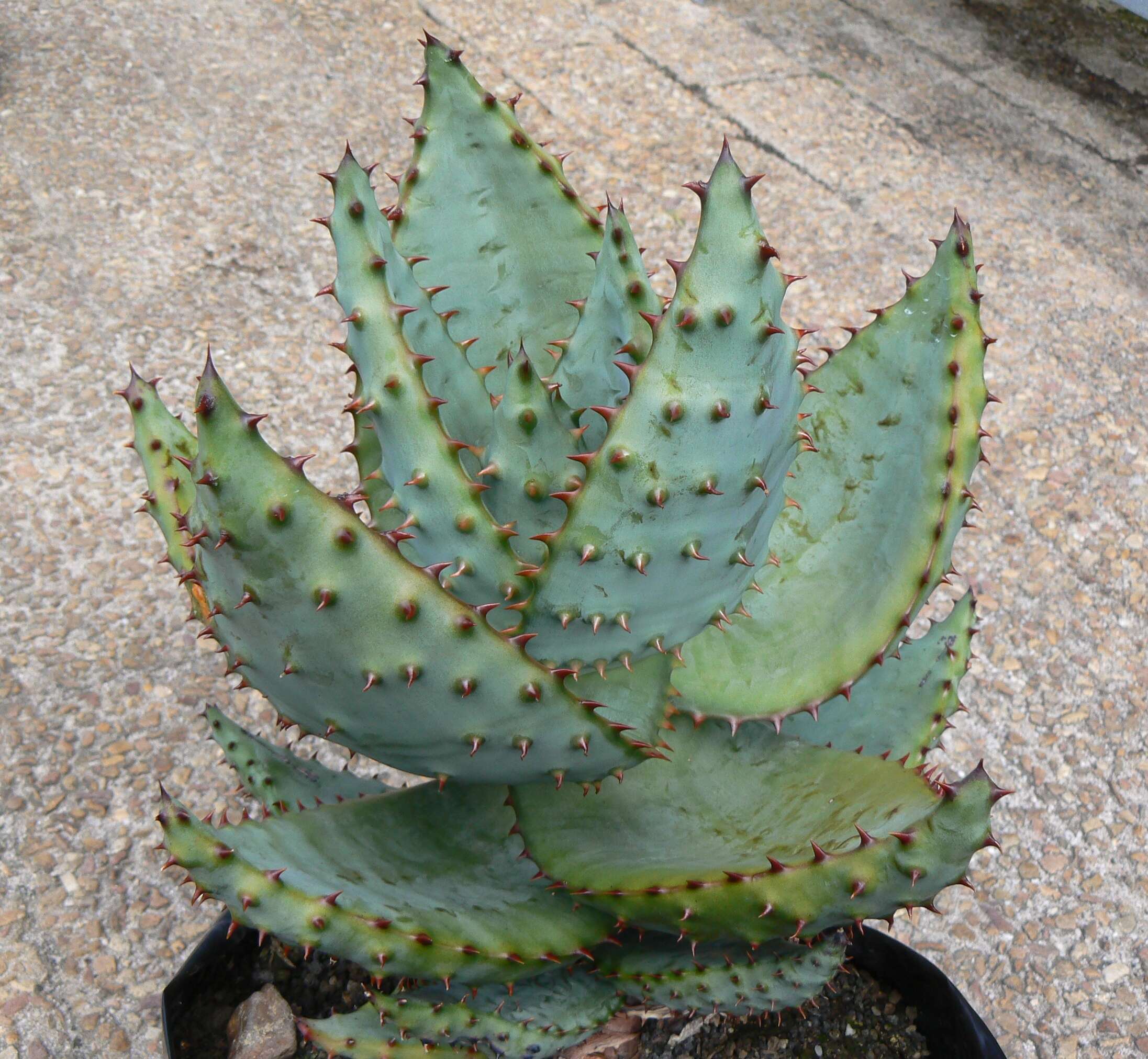 Image of Mountain aloe