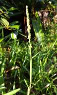 Image of Stenotaphrum dimidiatum (L.) Brongn.