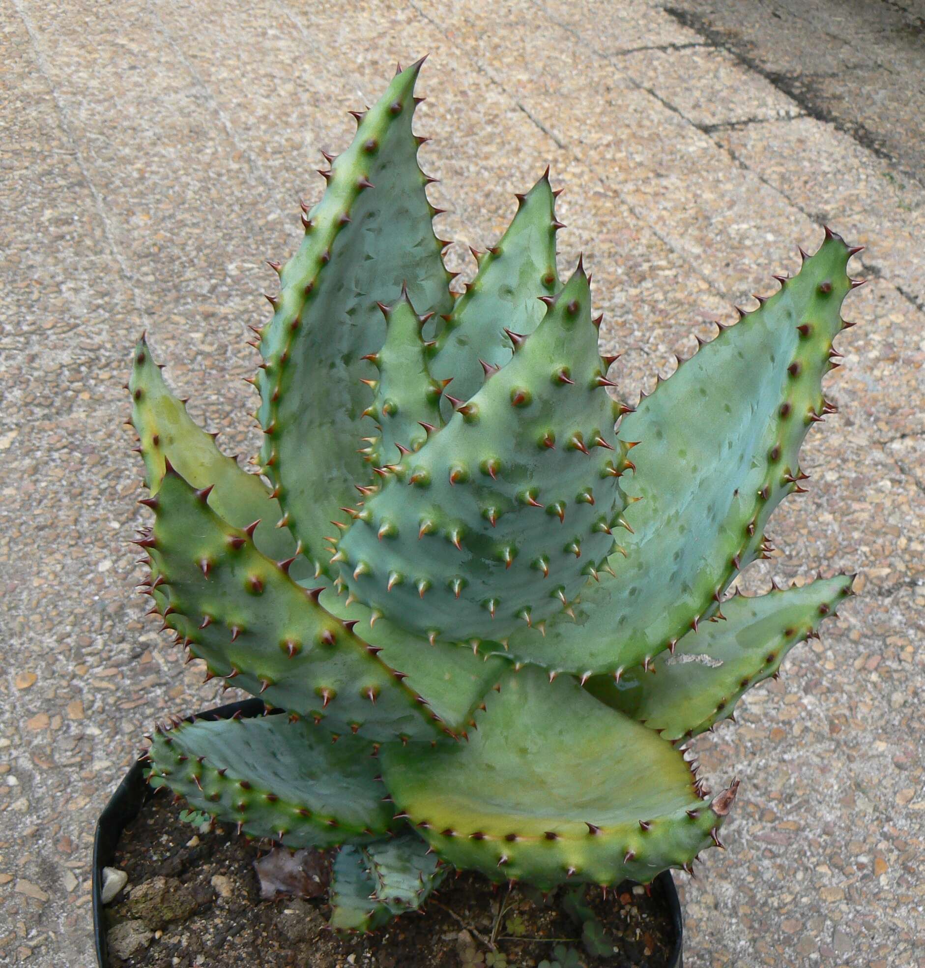 Image of Mountain aloe