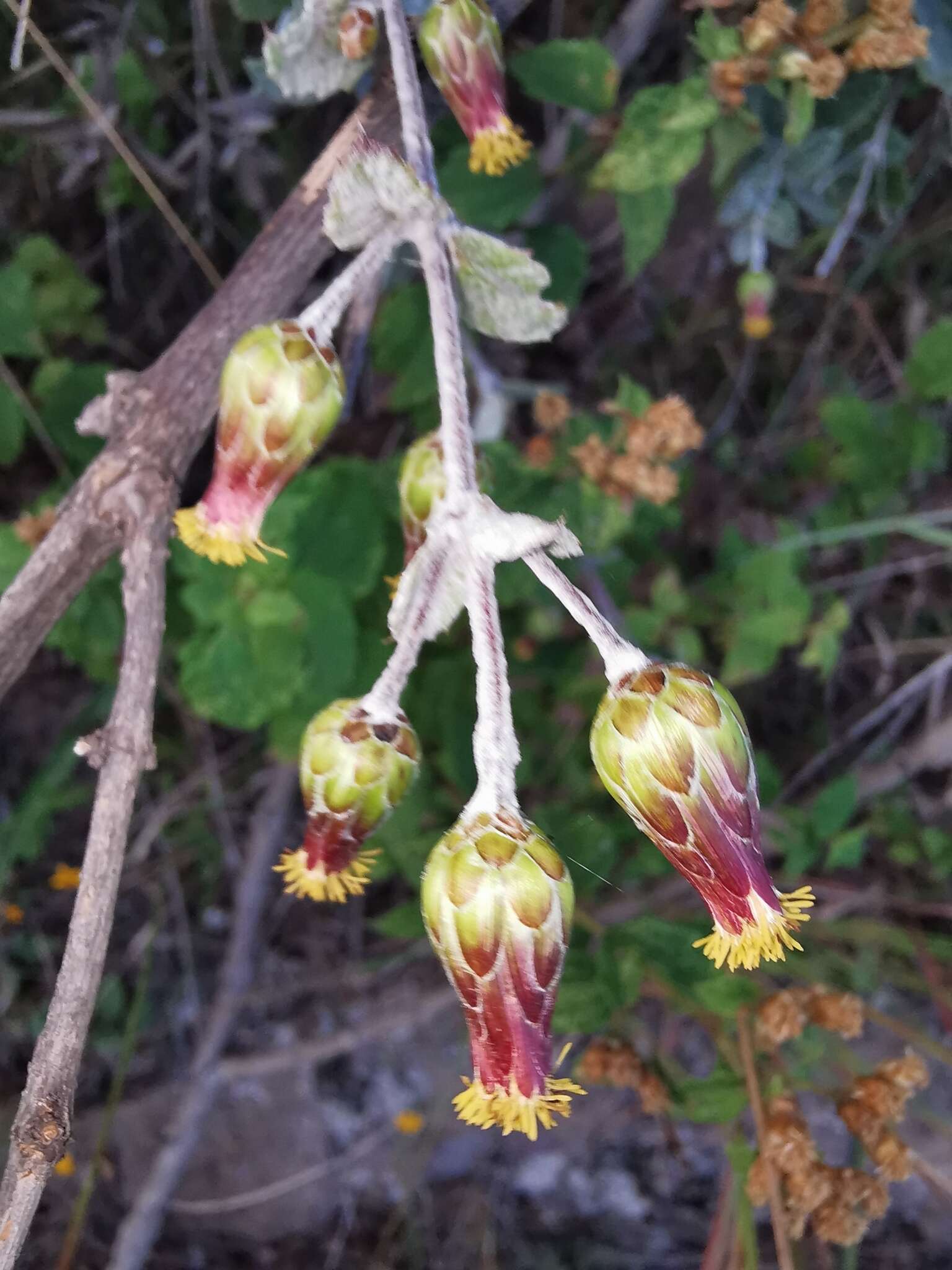 Image of Brickellia lanata (DC.) A. Gray