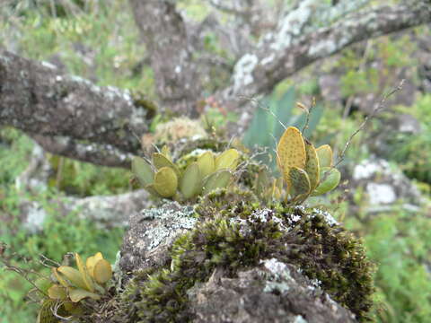 Image of Stelis resupinata (Ames) Pridgeon & M. W. Chase