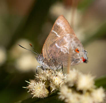 Image of Thereus cithonius