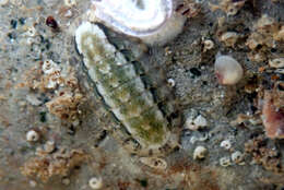 Imagem de Ischnochiton elongatus (Blainville 1825)