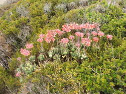 Image of pig's ear