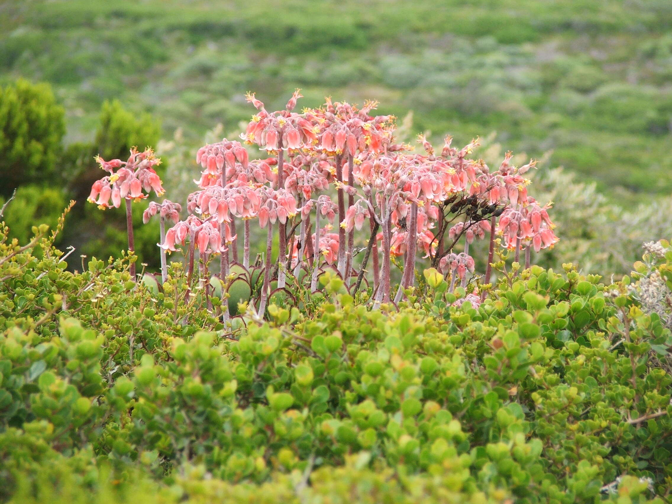 Image of pig's ear