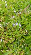 Image of Lindernia rotundifolia (L.) Alston