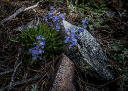 Image of Front Range beardtongue