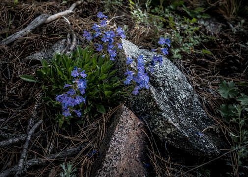 Image of Front Range beardtongue