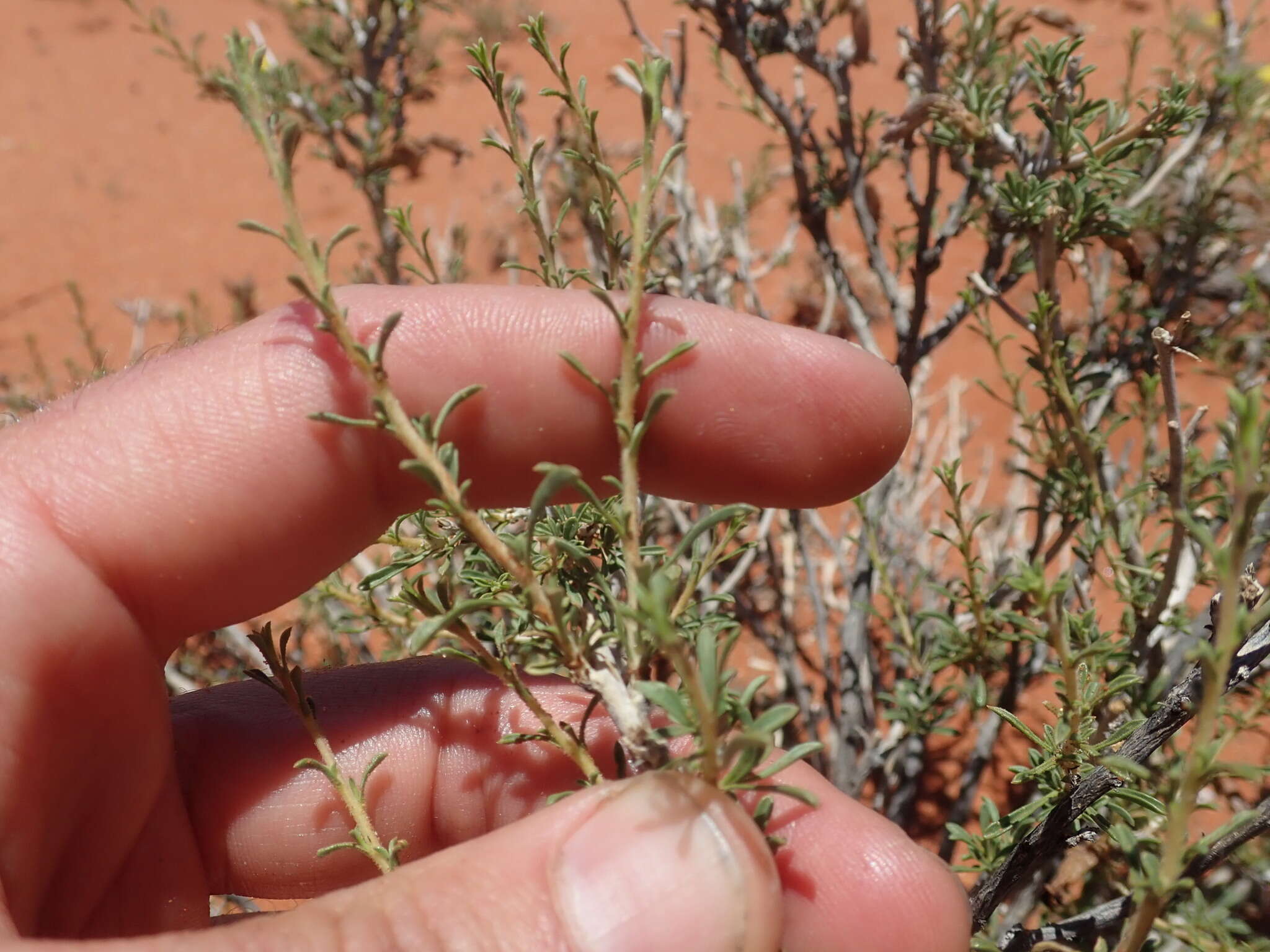 Image of Aptosimum albomarginatum Marl. & Engl.