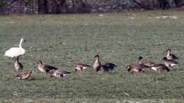 Image of Taiga Bean Goose