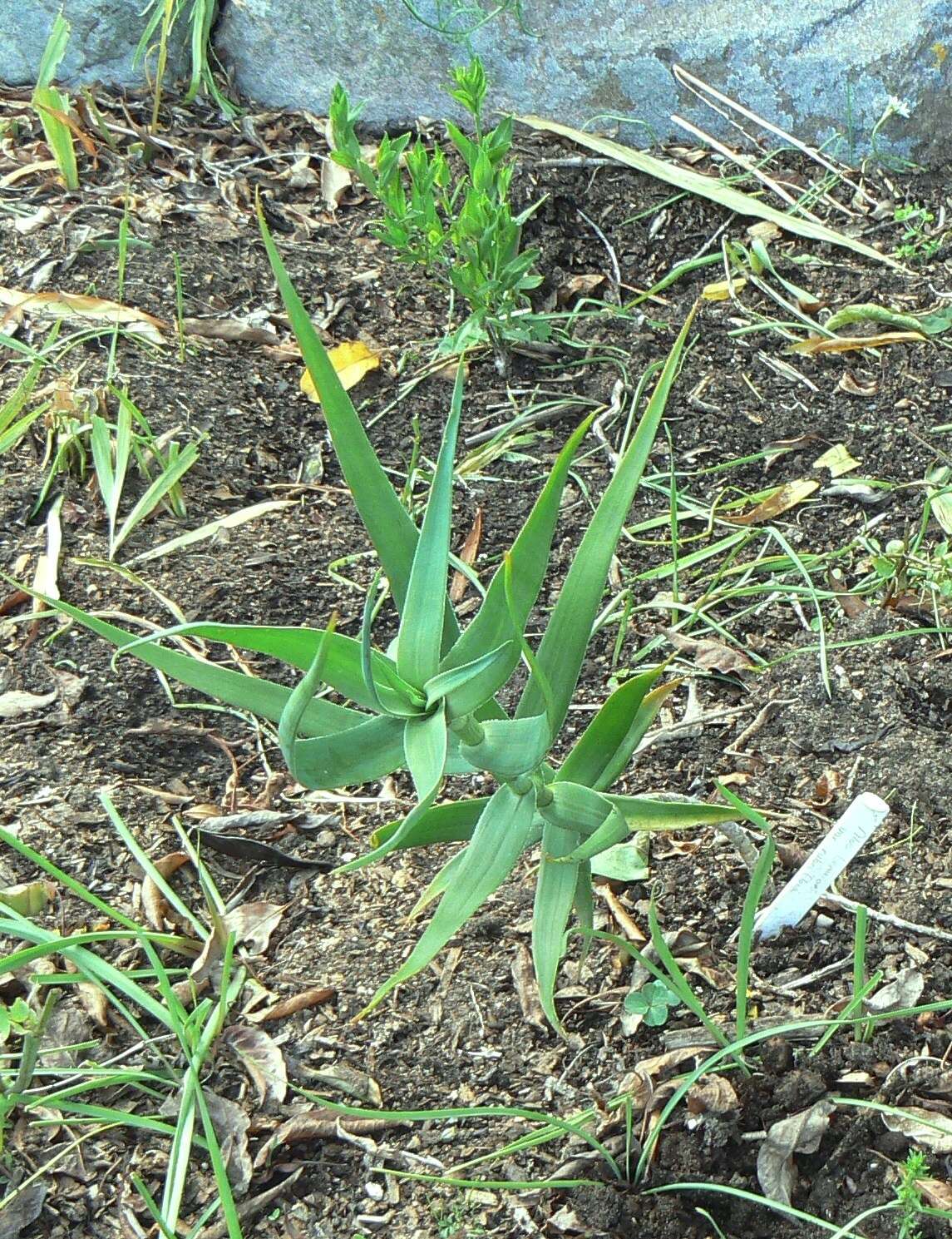 Image of Fence Aloe