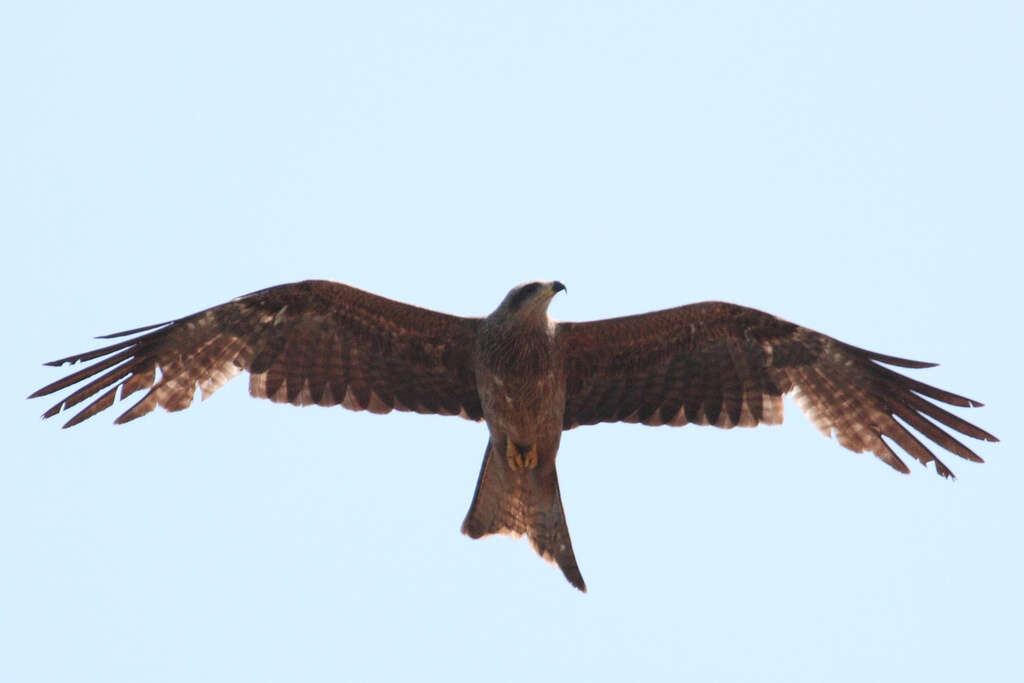 Image of Black Kite