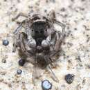 صورة Habronattus borealis (Banks 1895)