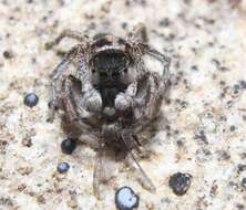 صورة Habronattus borealis (Banks 1895)