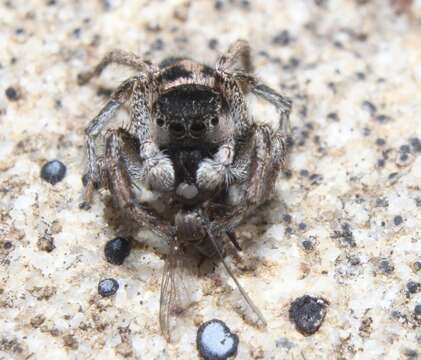 Image of Habronattus borealis (Banks 1895)