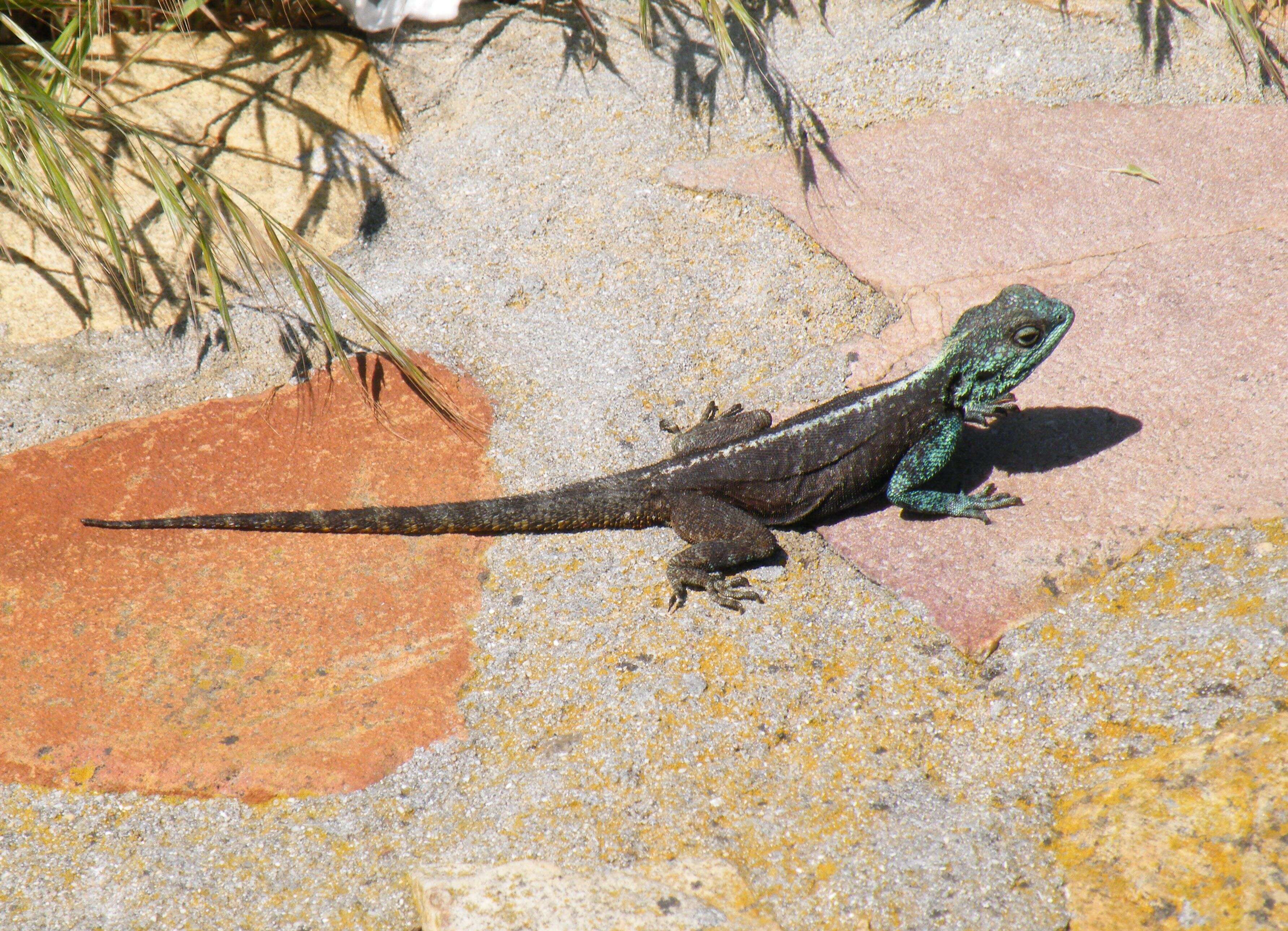 Image of southern rock agama