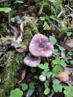 Image of Russula cavipes Britzelm. 1893