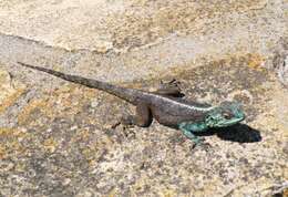 Image of southern rock agama