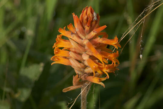 Image of Scarlet lady's tresses