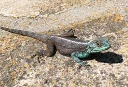 Image of southern rock agama