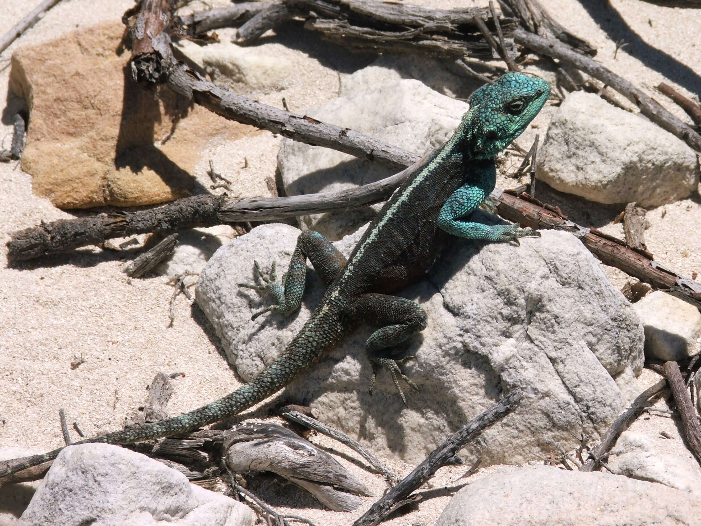 Image of southern rock agama