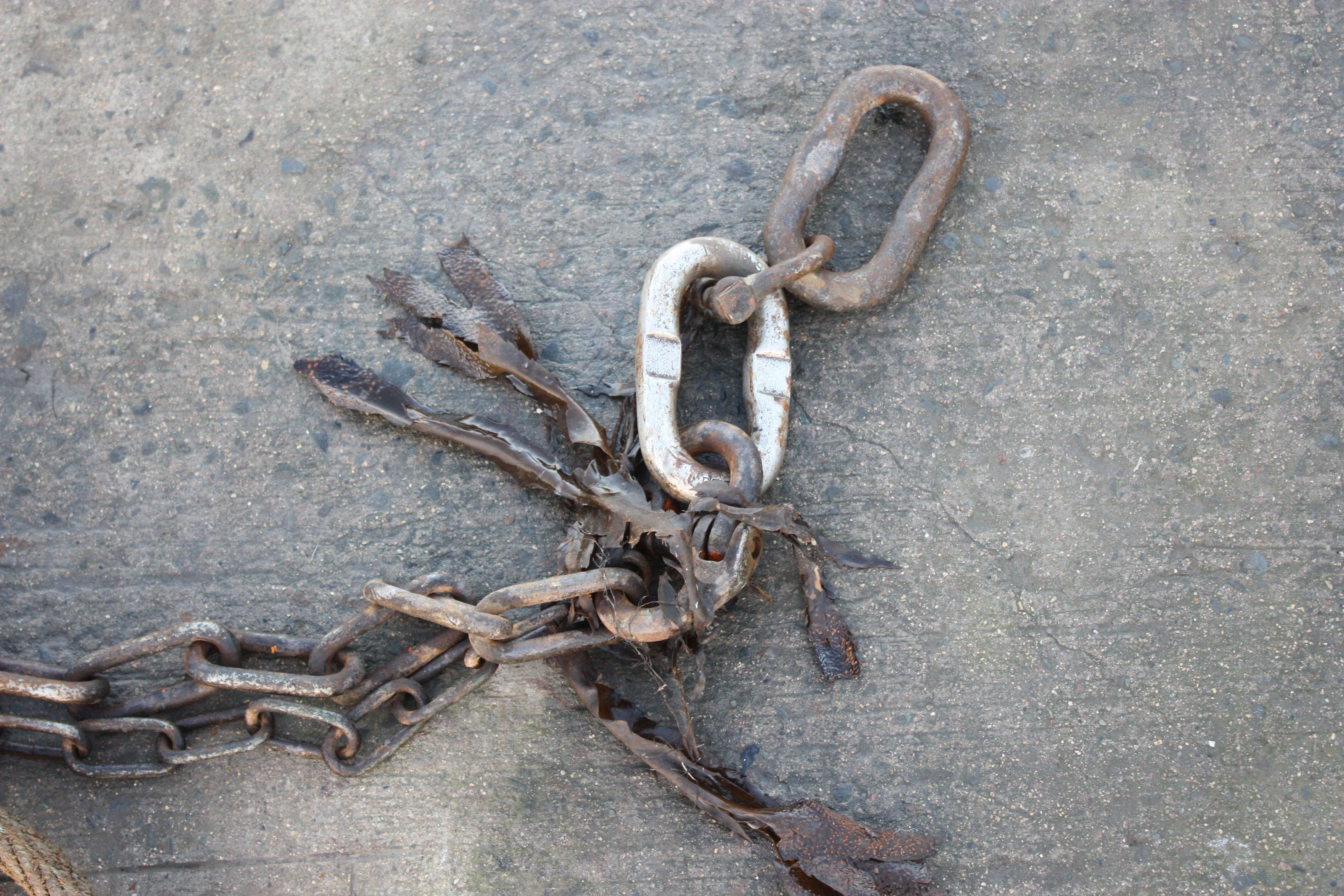 Image of toothed wrack