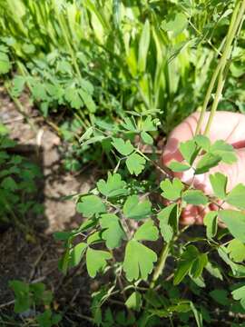 Image of western meadow-rue