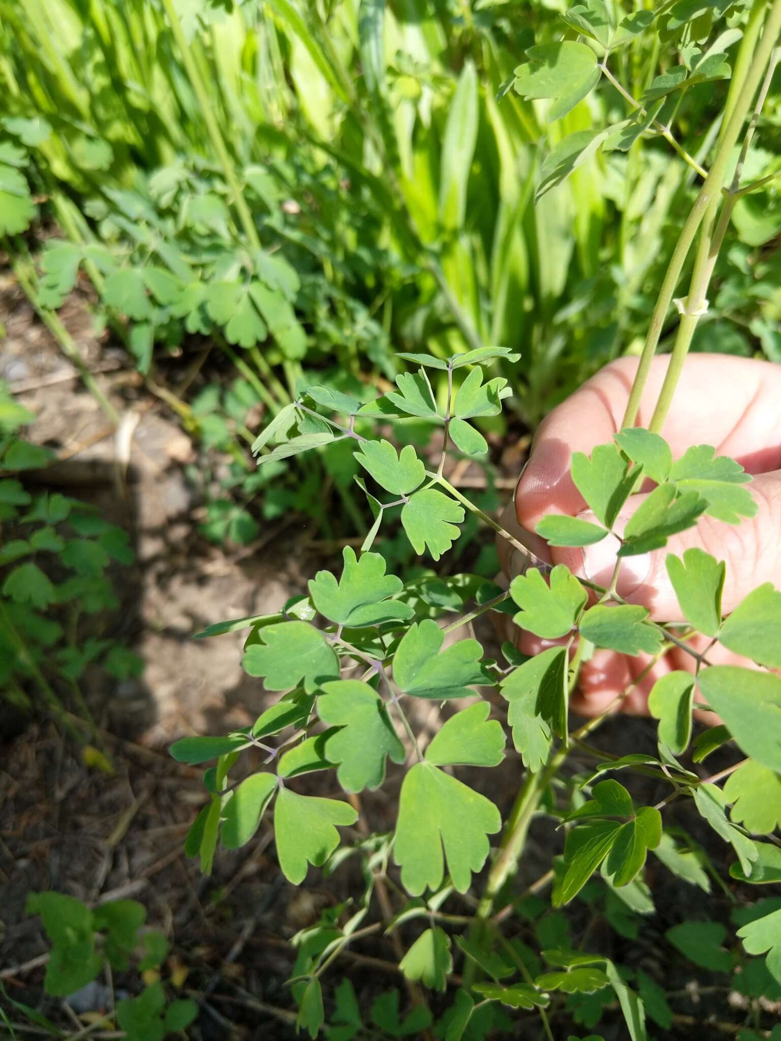 Слика од Thalictrum occidentale A. Gray