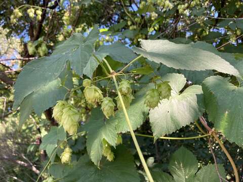 Humulus lupulus var. lupulus的圖片