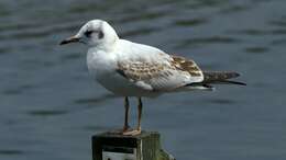 Image of Black-headed Gull