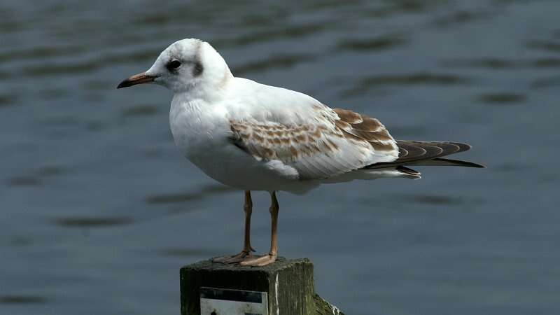 Image of Black-headed Gull