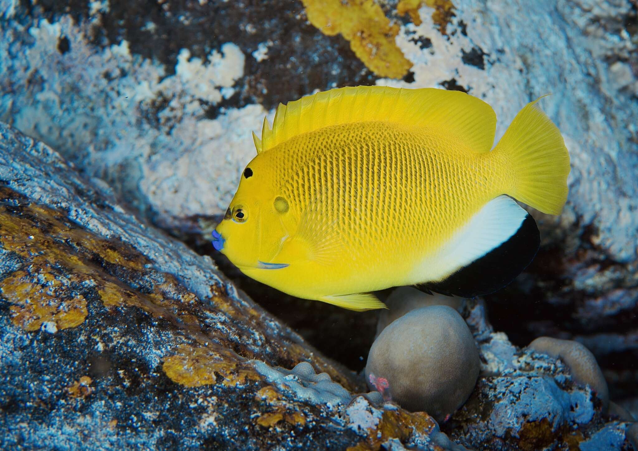 Image of Flagfish