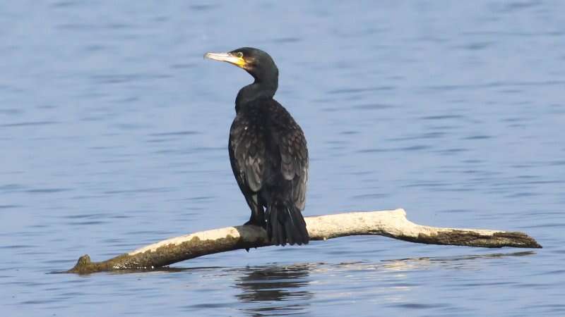 Image of Black Shag