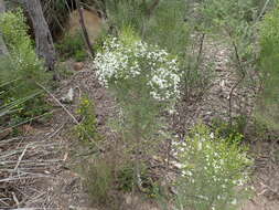 Image de Olearia teretifolia (Sond.) F. Müll.