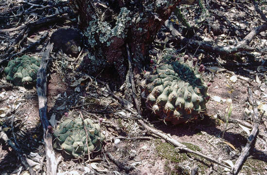 Image of Gymnocalycium schickendantzii (F. A. C. Weber) Britton & Rose