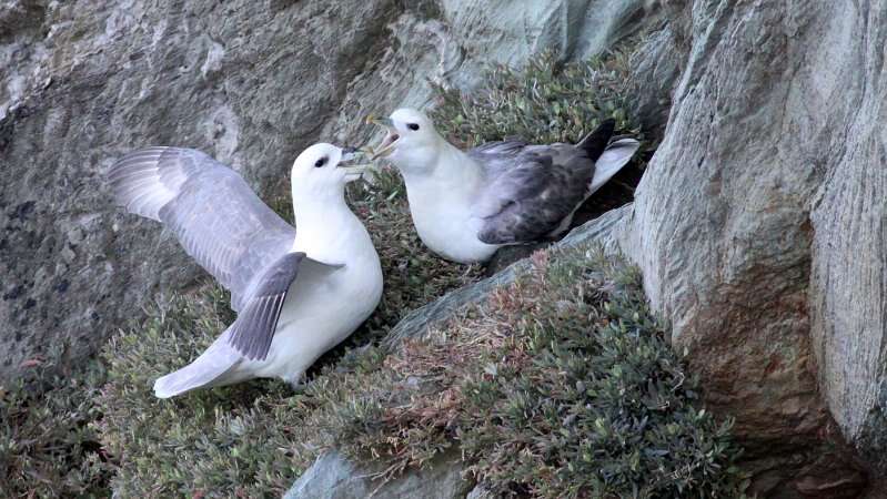 Image of Fulmar