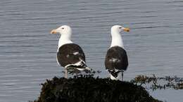 Image of Great Black-backed Gull