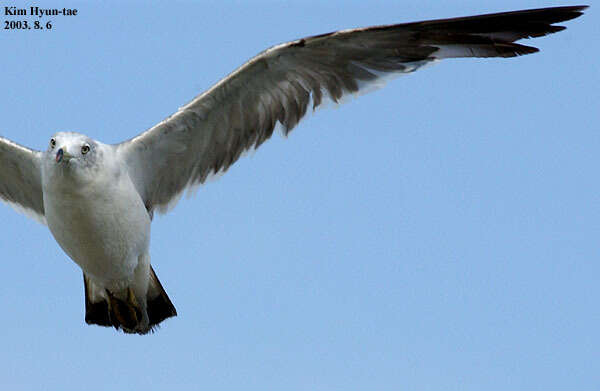 Image of Black-tailed Gull