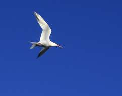 Image of Elegant Tern