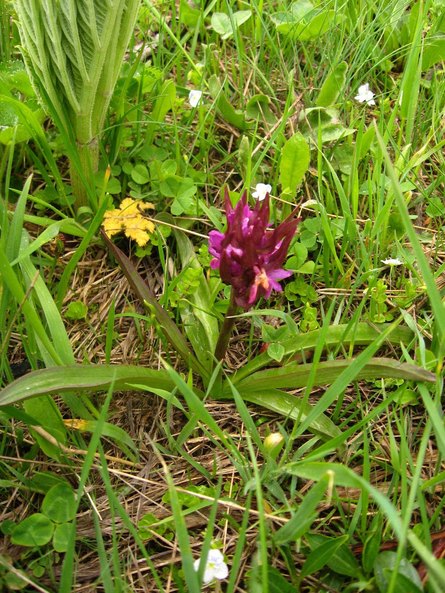 Image de Dactylorhiza romana subsp. georgica (Klinge) Soó ex Renz & Taubenheim