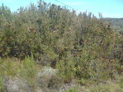 Image of Stink-leaf sugarbush