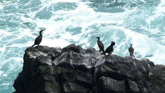 Image of European Shag