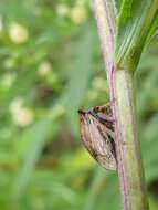 Image of Stictocephala basalis Walker