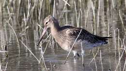 Image of Bar-tailed Godwit